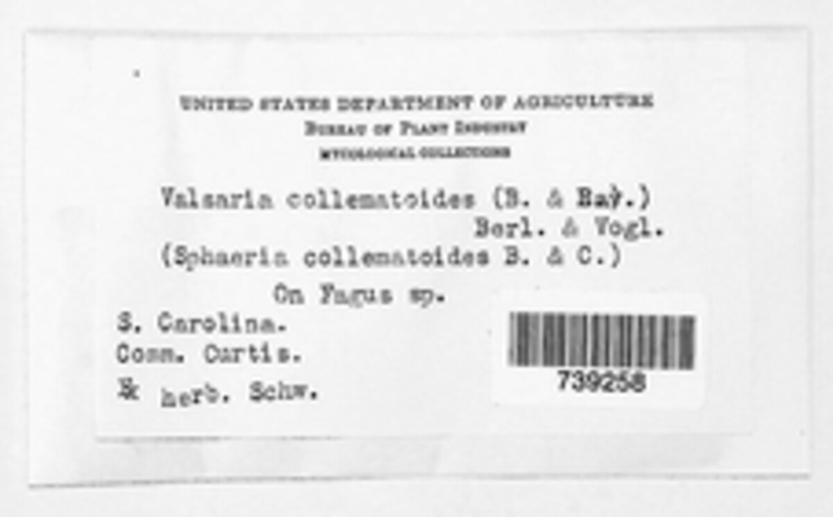 Valsaria image